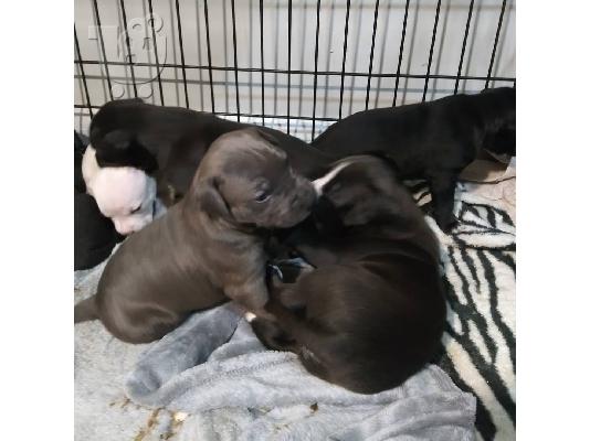 Κουτάβια Pitbull για 200 €